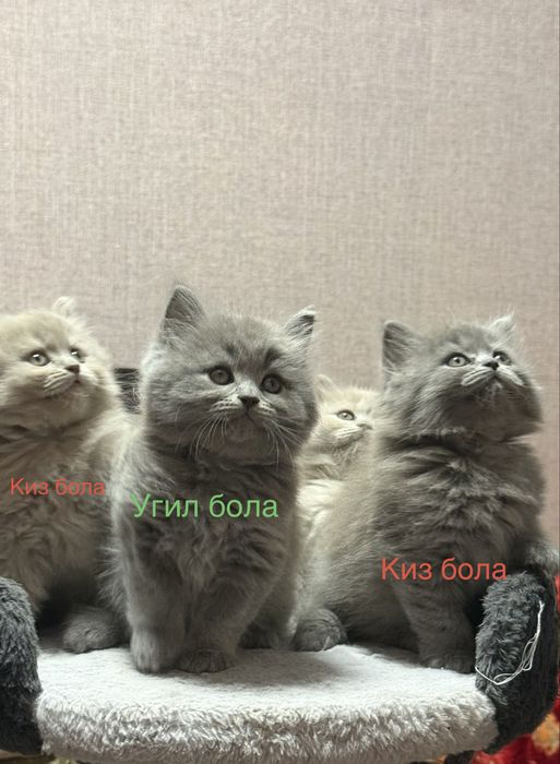Британские котята лиловые и серые чистокровные