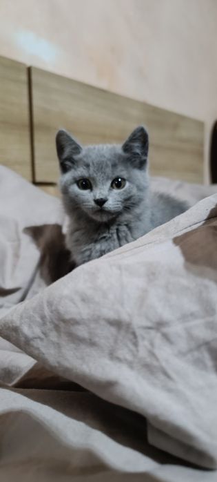Продам котенка, шотландская скотиш страйт