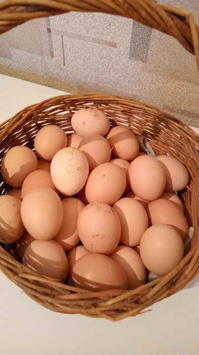 Продам Домашние Яйца
