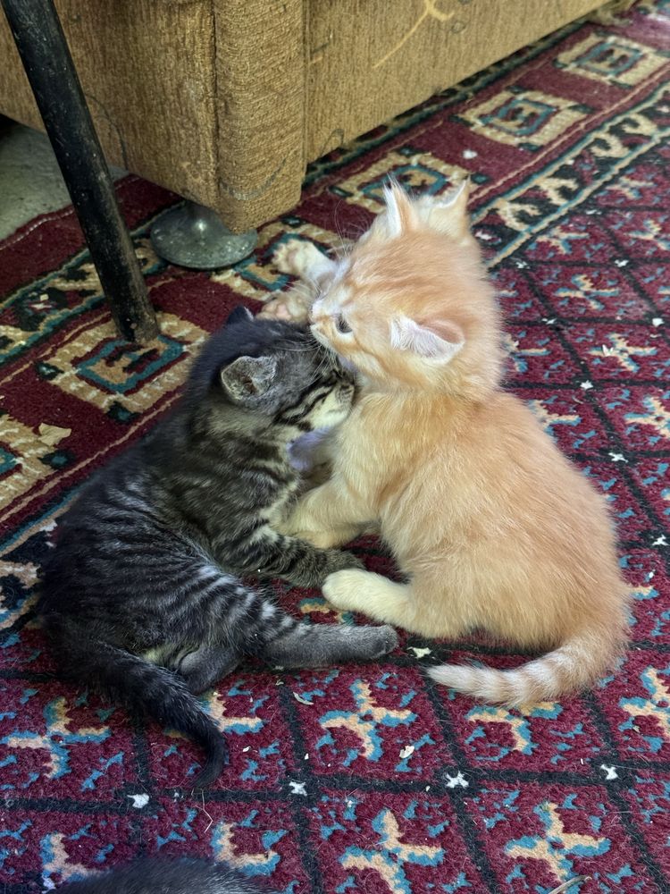 Отдам котят только в ответственные руки