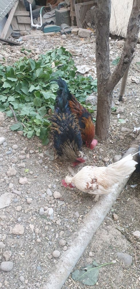 Продаются Маран петух
