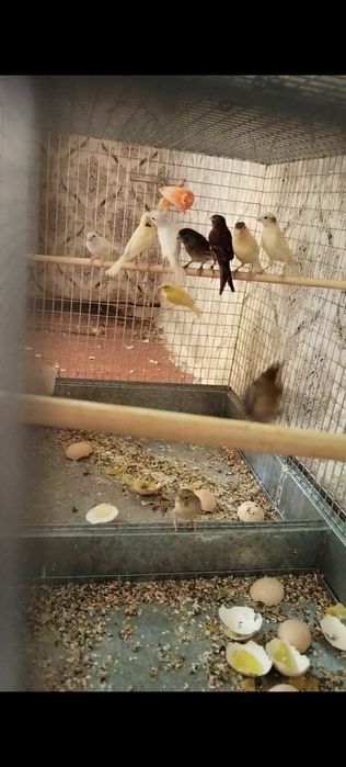 Канарейка сотилади 70 та факат Бир жойга