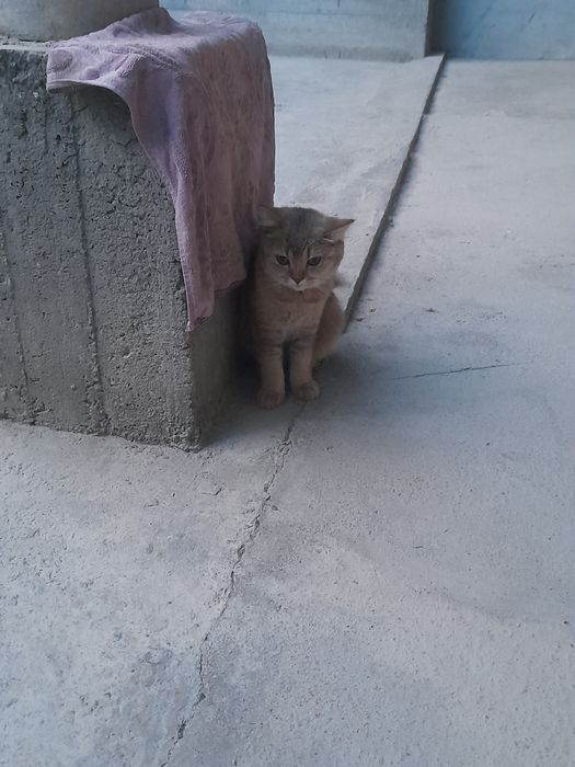 Zolotoy shinshilla