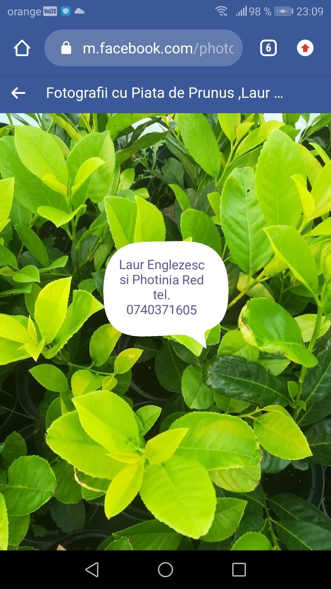 Leylandii, Prunus gard viu vesnic verde