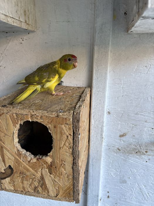 Vand Papagali Kakariki