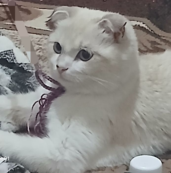 Scottish Fold 4 oylik o'g'il narxi 150$