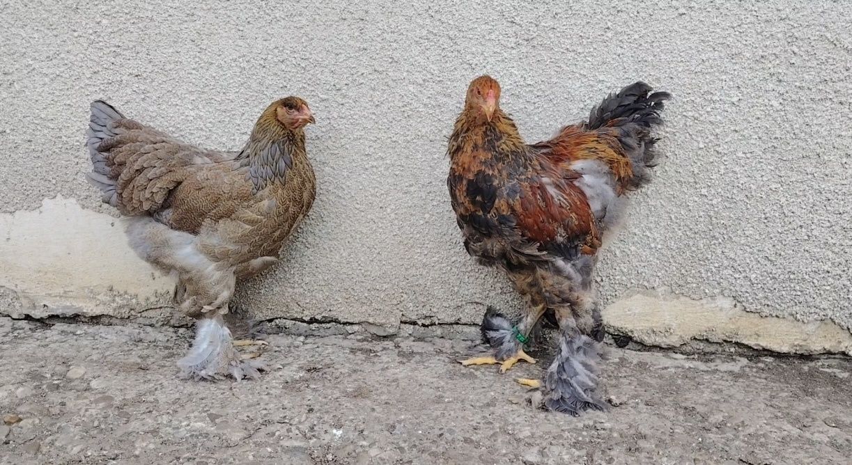 Ouă, pui, tineret și mature din rasa brahma
