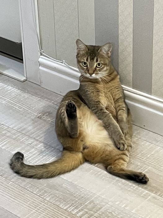 Отдам бесплатно кошку