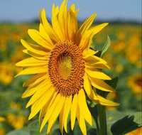 Samanta Floarea Soarelui Certificata FD15E27 sac 90.000 plante