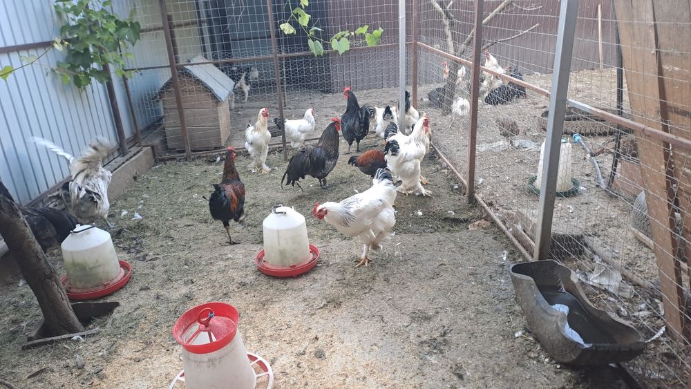 Curci, gâște și rate