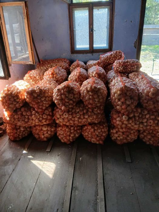 Vând ceapă galbenă.