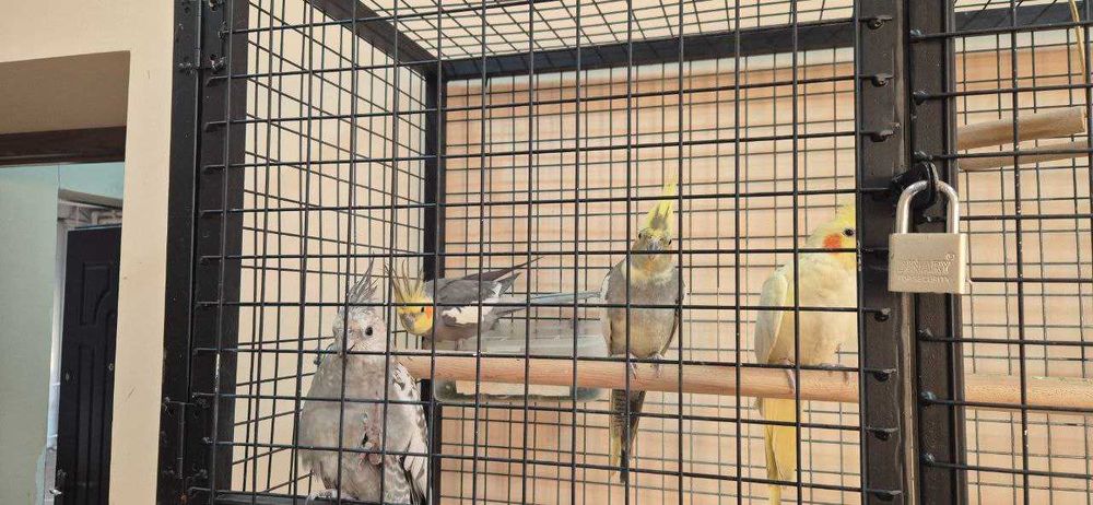 Карелла , кушлар сотилади кафас билан