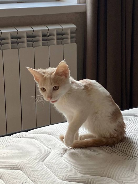 Срочно ищу дом кошке, отдам в ответственные, добрые руки