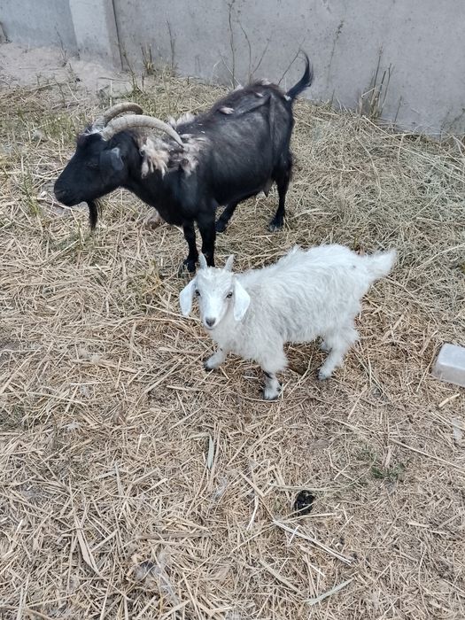 Продам козу с козлятами