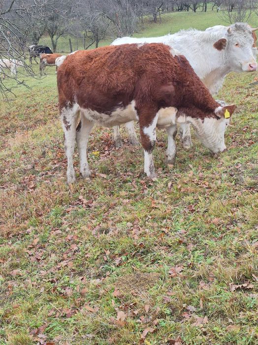 Vand 5 juninci sau schimb cu oi