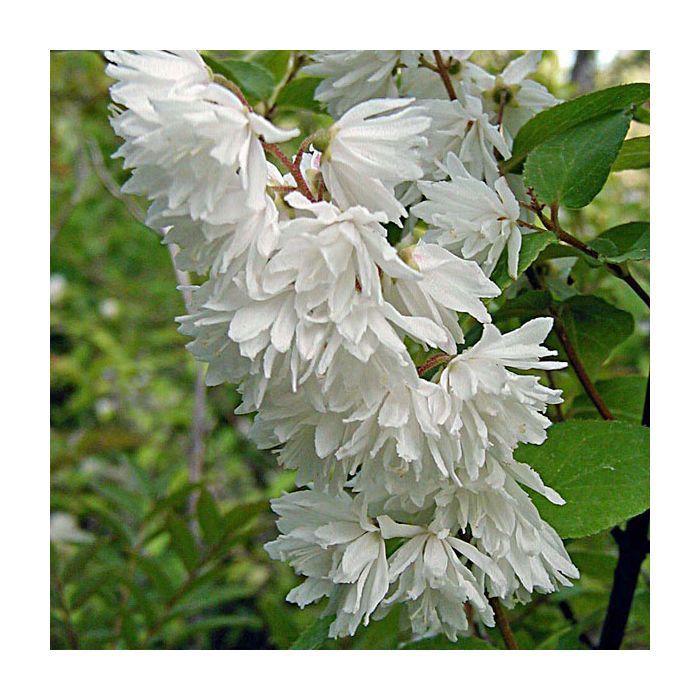 Deutzia la Ghiveci