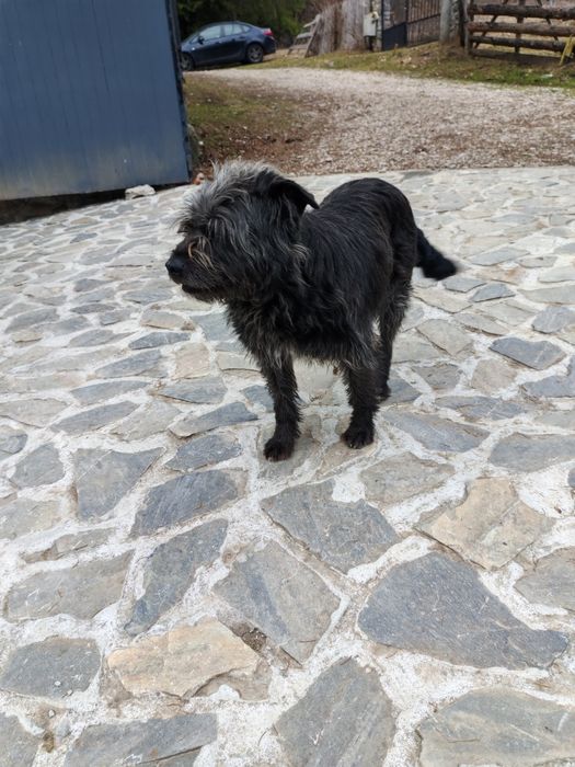 Plimb catei non agresivi si pot ingriji  curte ,sector 5 .