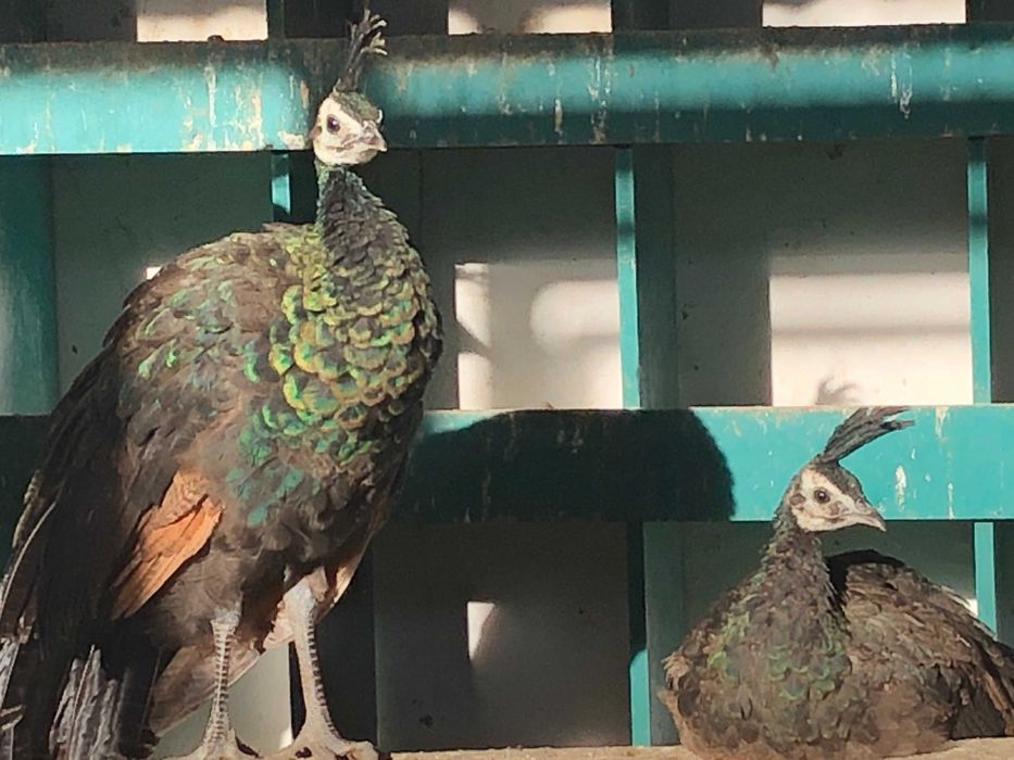 Vand paun verde muticus