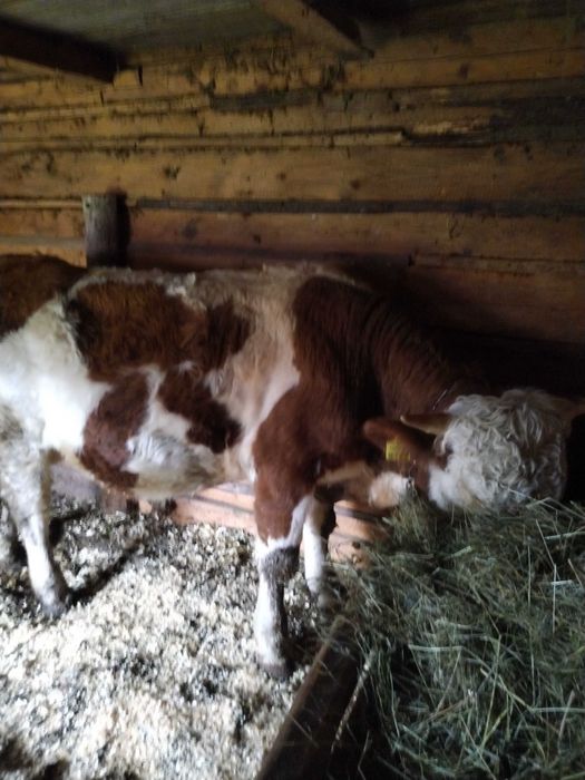 Vând taur cuminte de un an și opt luni