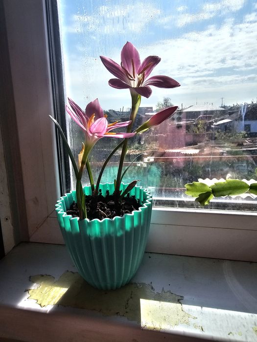 Продам недорого луковички