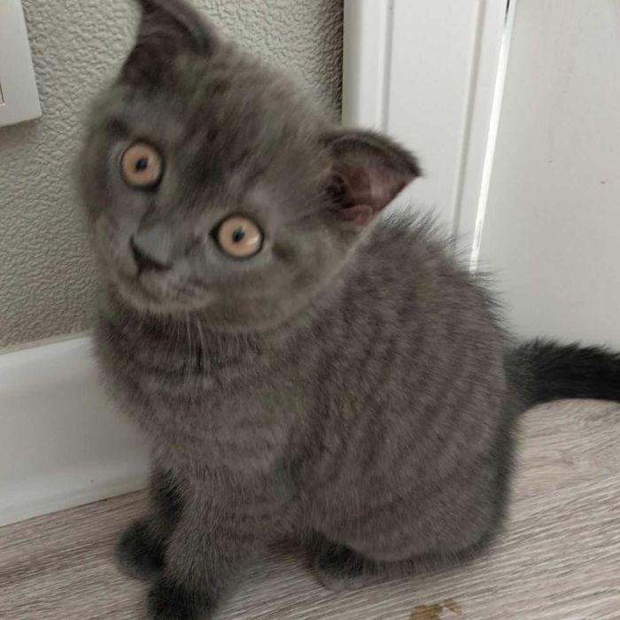 Породистый британский кот посетит кошечку на вязку