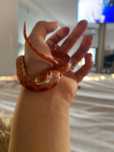 Corn snake bland sarpe de companie