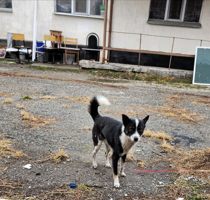 Очаровательный пёсик ищет хозяина