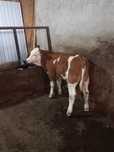 Vând vițel, rasă Bălțată Românească Vârsta 3 luni jumate.