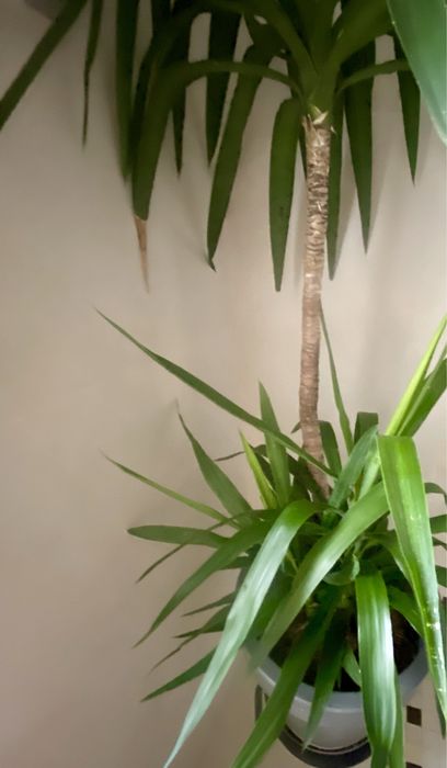 Yucca 1, 75 cm, cu 2 pui, cu tot cu glastra