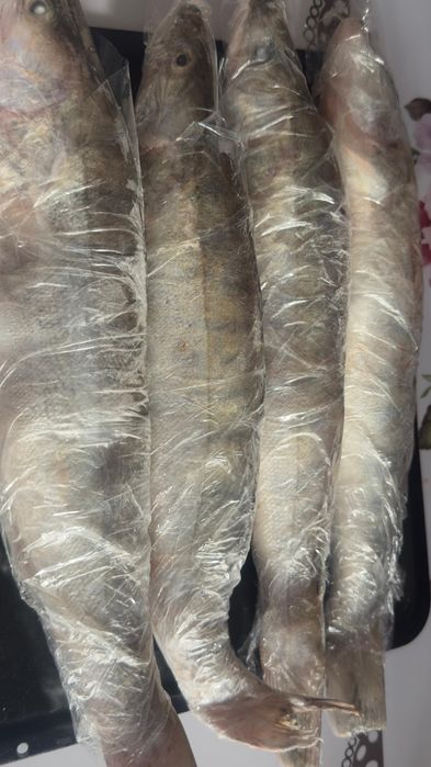 Судак, свежий, вкусный