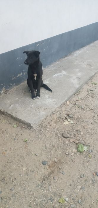 Кобель Молодой Ищет Дом