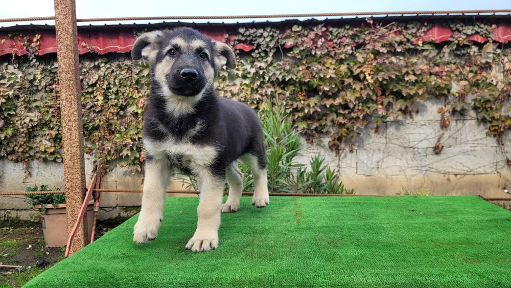 Ciobanesc  Est-european  femela.