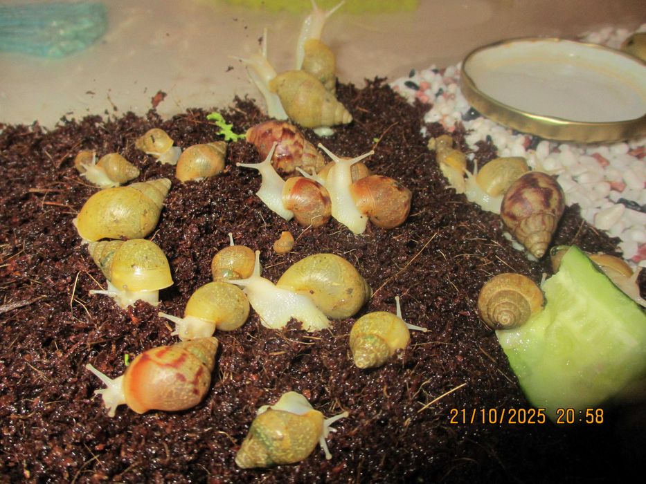 Гигантски Африкански охлюви