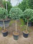 Plante ornamentale