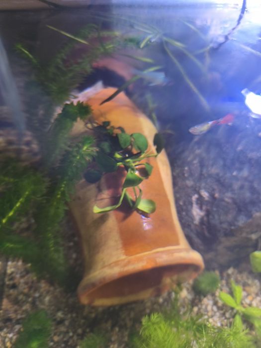 Acvariu complet 60 lirtri