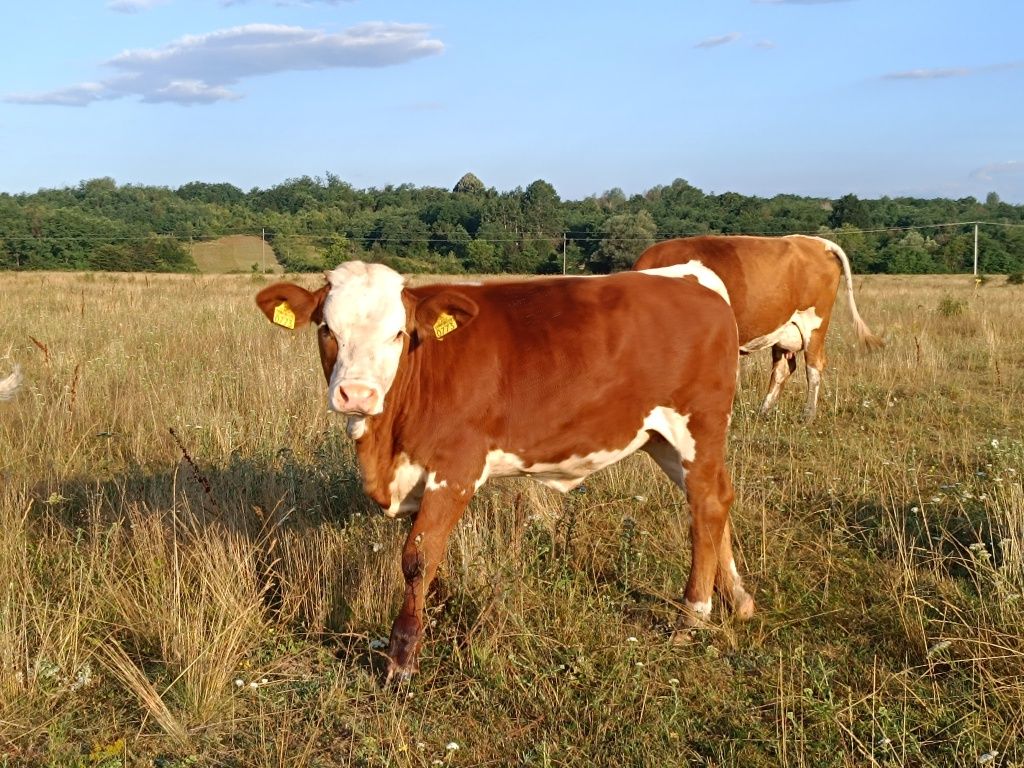 Vând vaca cu vita după ea