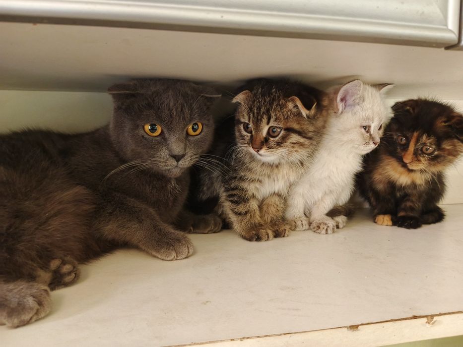 Skottish fold 3 oylik qiz bola sogʻlom