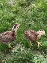 Vand pui Araucana varsta 1 luna