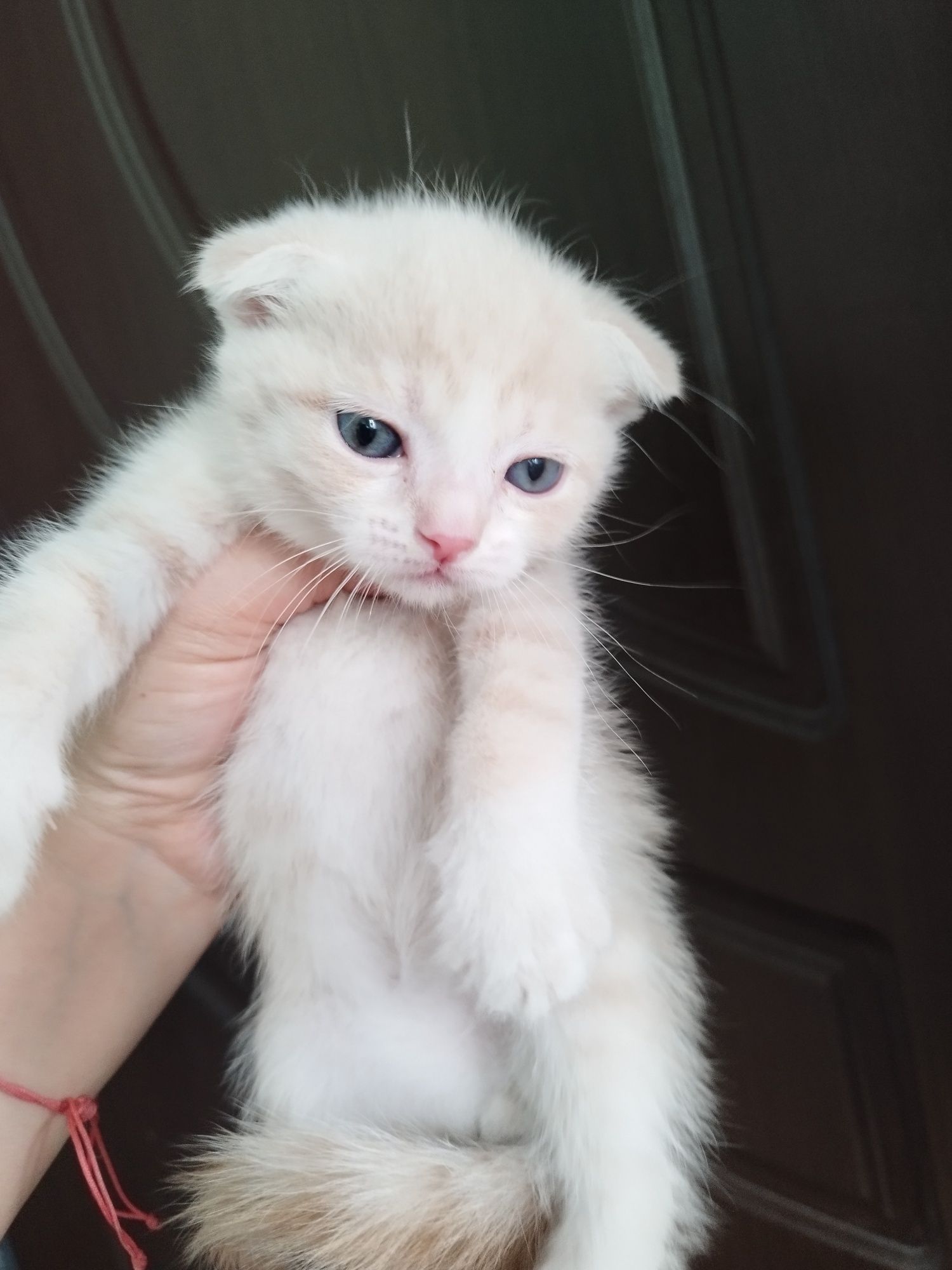 Скоттиш фолд Киз ва угил