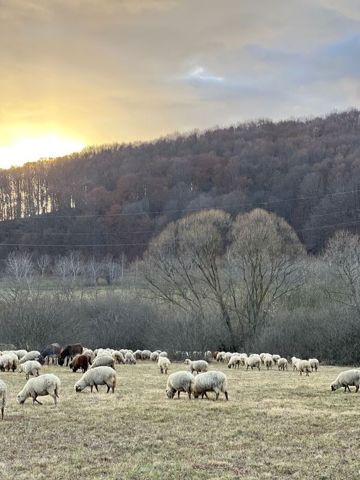 Oi de vânzare - rasa țigaie ruginie