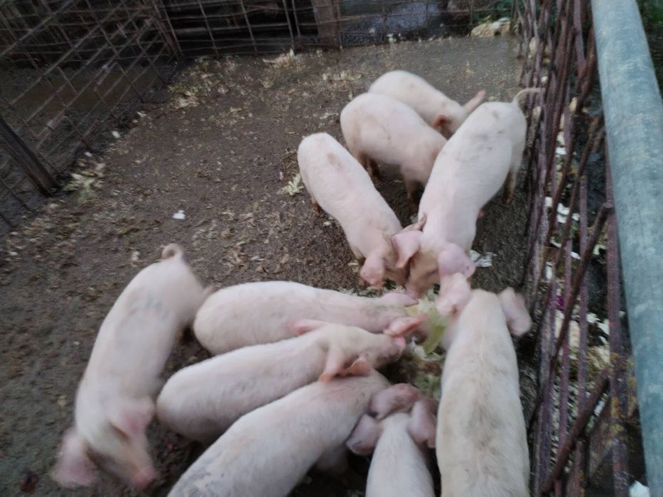 Продавам прасета