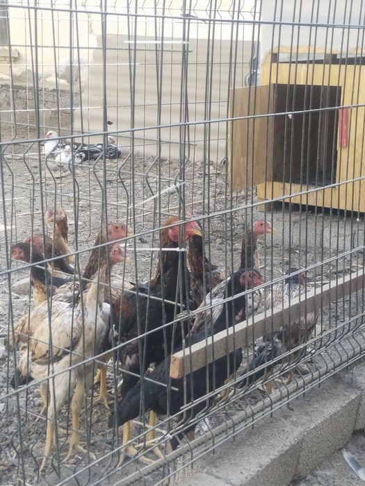 Продам молодых бойцовый петухи и куры