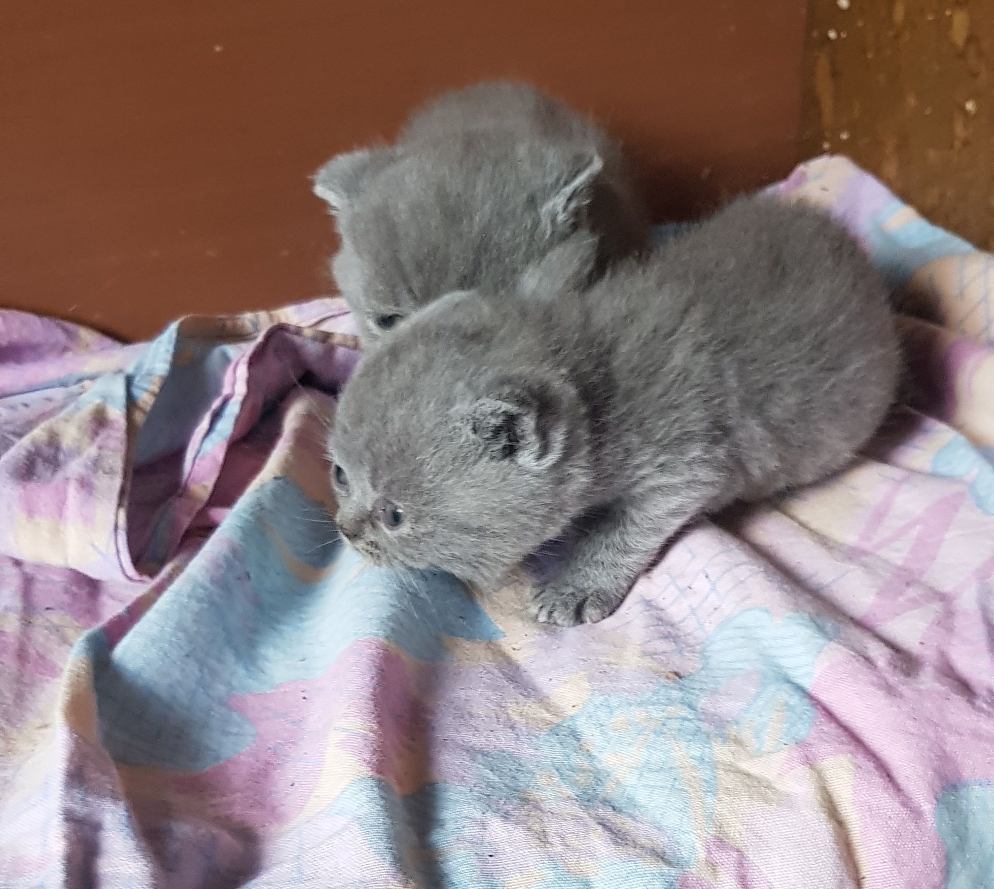 Британски котета