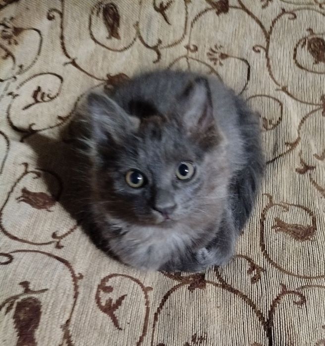 Котенок Мушук боласи