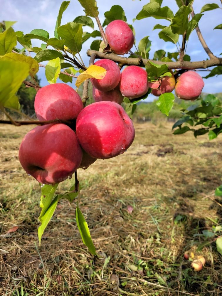 Mere de vânzare- Producător local