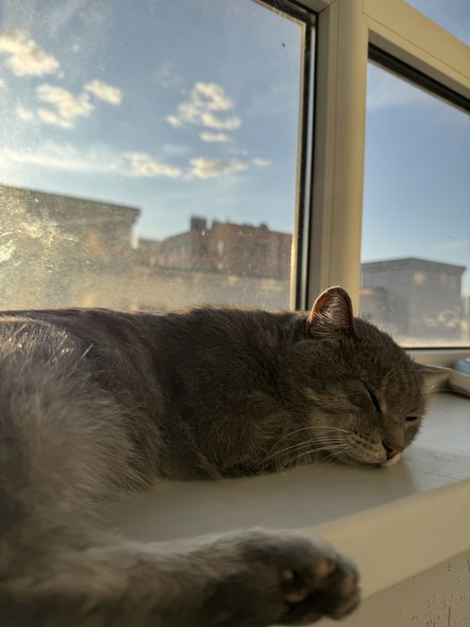 Отдам кошку бесплатно