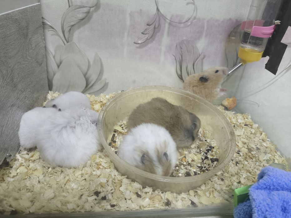 Хомяки 1 и 11 месячные чистые и здоровь от 25000 до 40000е