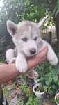 Fetita Husky de vanzare