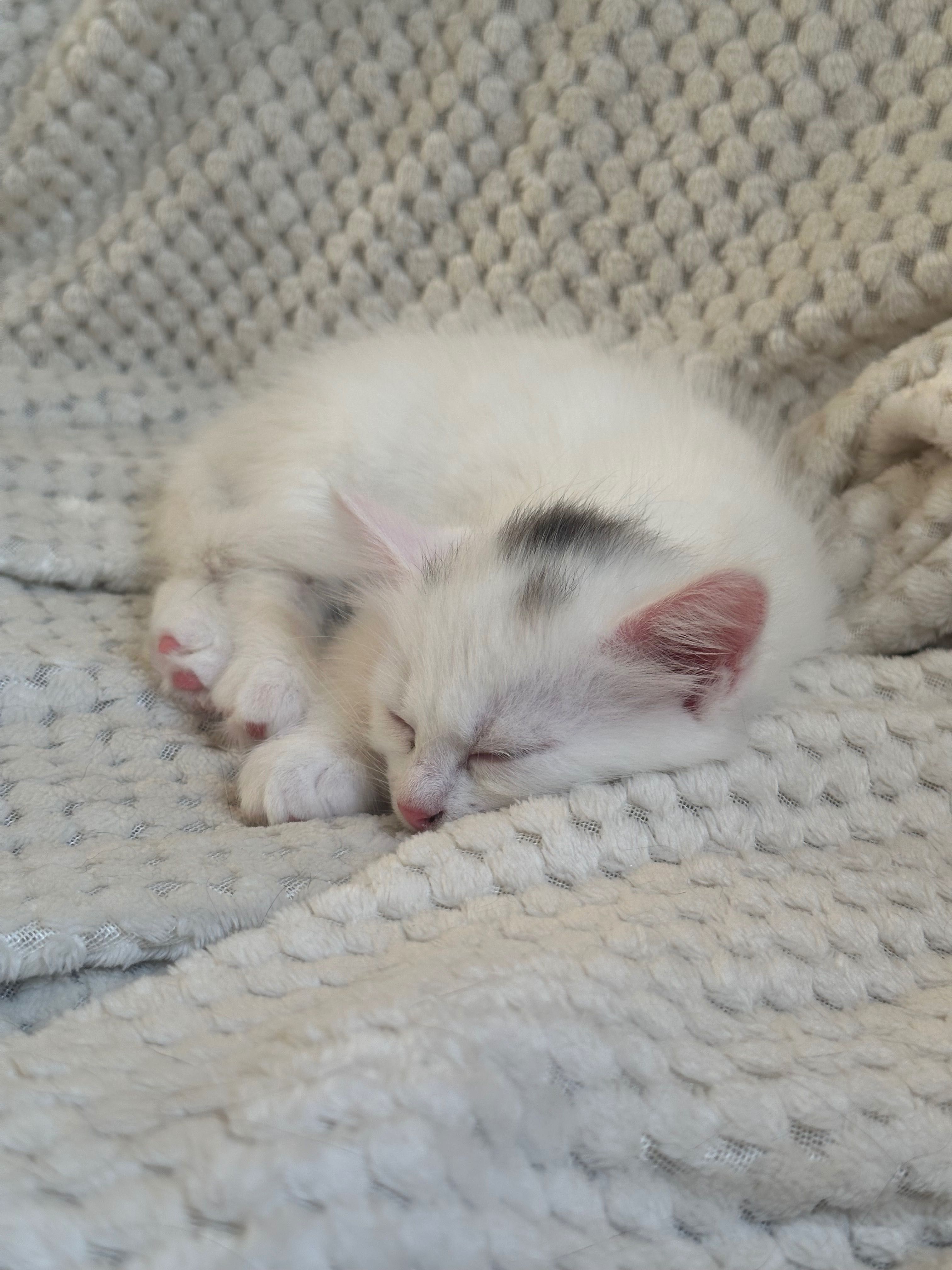 Подаряване на котета!