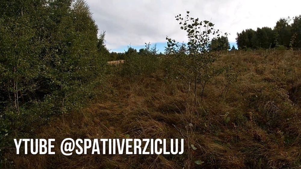 Curatare cosire defrisare gradina teren  cosit iarba tocare arbusti